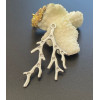 Pendentif Branche de Corail 59mm Acier Inoxydable 304 Argenté